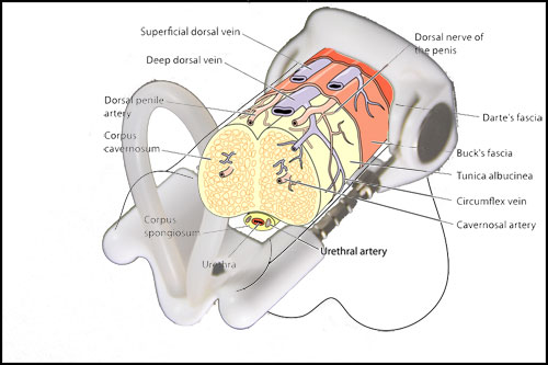 Penis Extender Diagram