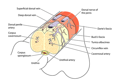 Penis Anatomy