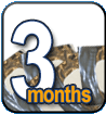 ZyGain Patches 3 Months Package