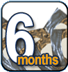 ZyGain Patches 6 Months Package